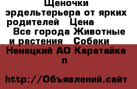 Щеночки эрдельтерьера от ярких родителей › Цена ­ 25 000 - Все города Животные и растения » Собаки   . Ненецкий АО,Каратайка п.